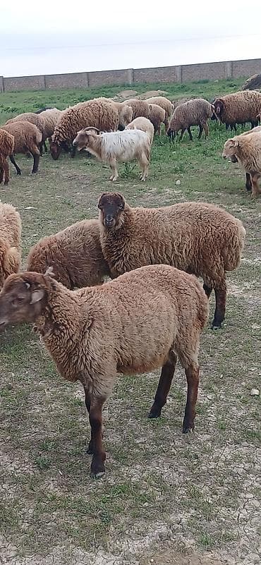 edilbay qoyunu: Erkək, il: 5, 30 kq, Ətlik, Ödənişli çatdırılma — 9