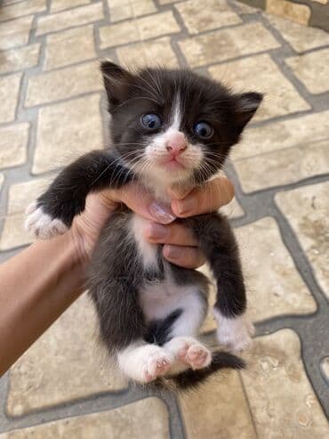где можно купить котенка: Yaxşı əllərə — 1
