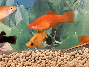 satiliq inekler: Sülhsevər, Ünvandan götürmə — 8