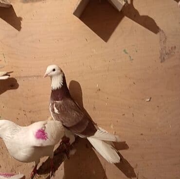 tuklu it: Temiz babayevisqi eni quyruq hundur ayaq uzun quwdardi erkey dest ag — 10