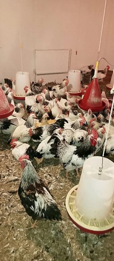 Xüsusiyyətlər: - Rəng: ağ əsaslı, boyun və quyruqda qara-lələklə