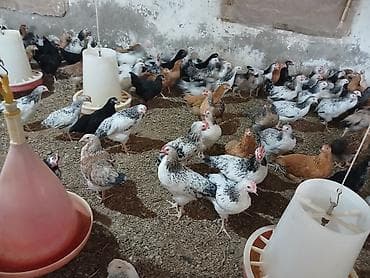 Toyuq cücələri, Ətlik, Ünvandan götürmə — 3