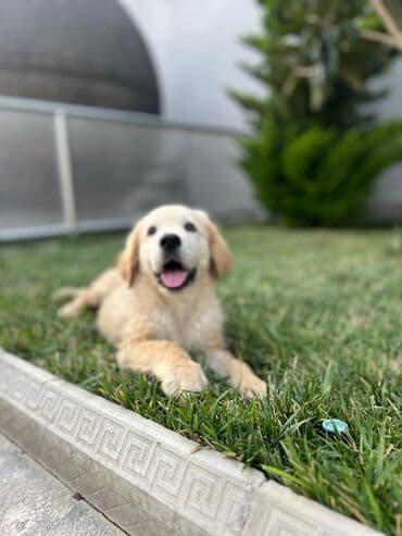 golden retriever qiyməti: Retriever, 2 ay, Erkek — 3