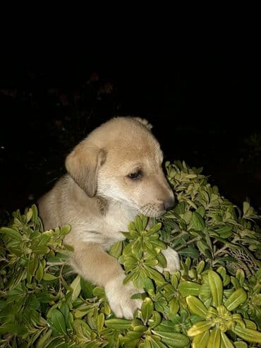 Alfa Romeo: Zvanok balası – erkək, 3 aylıq. Qurd dərmanı verilib. Şirin, sakit — 1