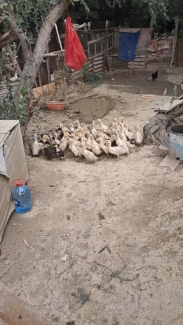 ankona toyuq: Avqustun 6 da çixan PEKİN ÖRDƏK BALALARI SATILIR 40 ƏDƏD UNVAN QARADAǦ — 2