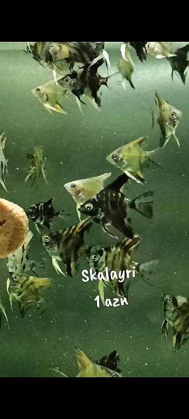 balığlar: Skalayri balıqı 
2 sm, 2,5 sm. 1 azn
WhatsApp YAZIN!!! — 7