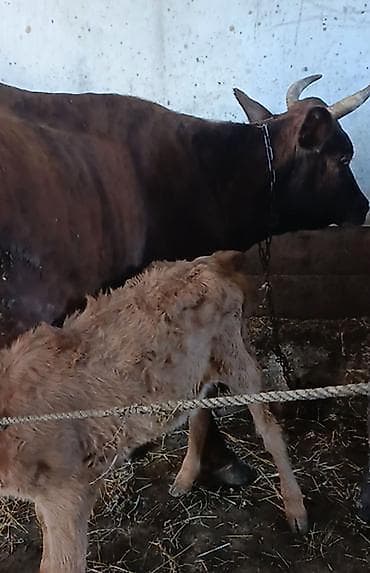 satdig quslar: Salam. 3cu balaya Cipar cinsi inəyi satiram balası dişidi. 4 — 3