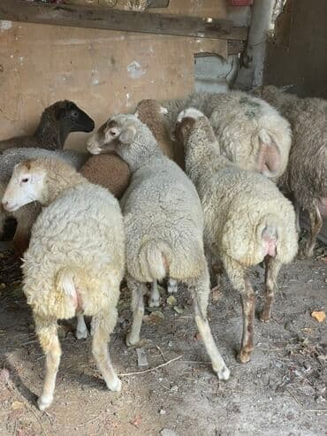 heyvanlara verilen adlar: Dişi quzular satılır super kök sağlam heyvanlardı 5 denedi bir ana — 1