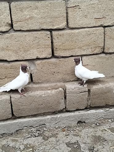 goyercin satisi: Kolço qırmızı başlar hazır cüt satılır.Ünvan Salyan — 3