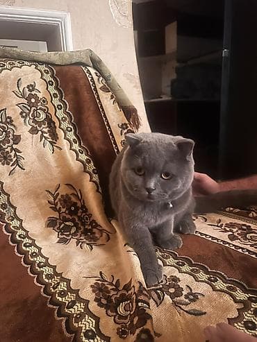 Şotland yastı qulaq
