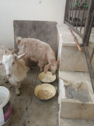 bengal pişiyi qiymeti: Şəkildəki çəpişlər satılır. Hər üçü də xarici sortdur. 6-7 aylıq cavan — 3