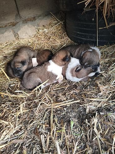saanen kecilerinin satisi: Gözləri təzə açılıb çoban iti balalarıdı atasıda anasıda şəkildəkidi — 1