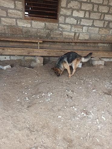 avcarka itleri: Alman çoban iti, 2 ay, Erkek — 2