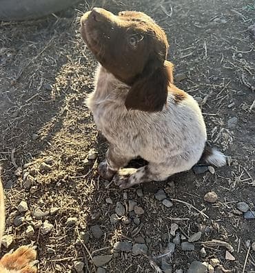 hamster evi: Kurtxar, Dişi, Peyvəndli, Ödənişli çatdırılma, Rayonlara çatdırılma — 2