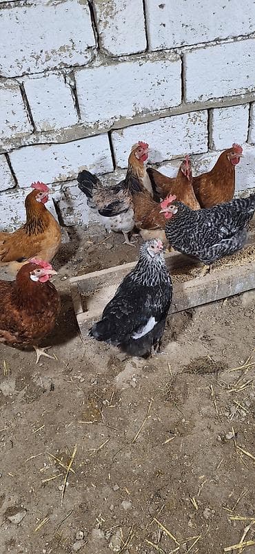 17 ədəd avstralop cücəsi 2 ay 20 günlüyündə biri 25 m 6 ədəd kənd