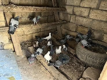 мальтипу цена в баку: Salam olsun quşlar tərgizilir hoptum 140 manat cutdə var iclerinde — 5