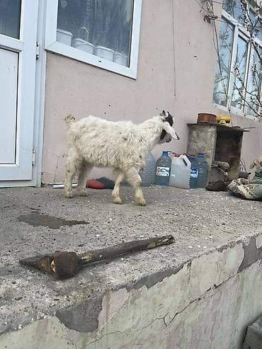 Hinduşkalar: Hələp cinsidə var orjinal saninlərdə var yerri cinslərdə var bir — 4