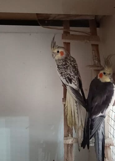 ucuz göyərçinlər: Məhsul: Nimfa tutuquşuları (Cockatiel) Xüsusiyyətlər: - Rənglər — 1