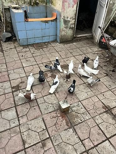 it yemi satisi: Ev göyərçinləri dəsti - Növlər və rənglər: ağ, qara, boz, qara-ağ — 2