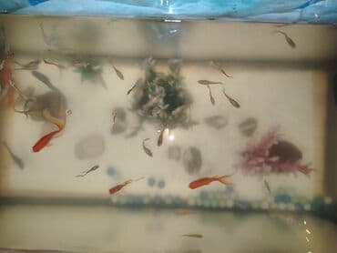 canlı balıq: Akvaryum komplekti eni 32sm. hündürlük 60sm. uzunluq 70sm - Şüşə — 1