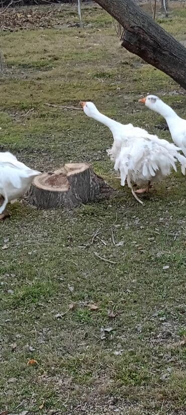 Hyundai: Saçaqlı qaz — 2