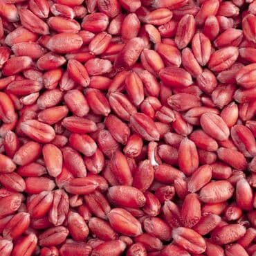 3d aboylarin qiymeti: Buğda Toxumu Qarabağ növü — 1