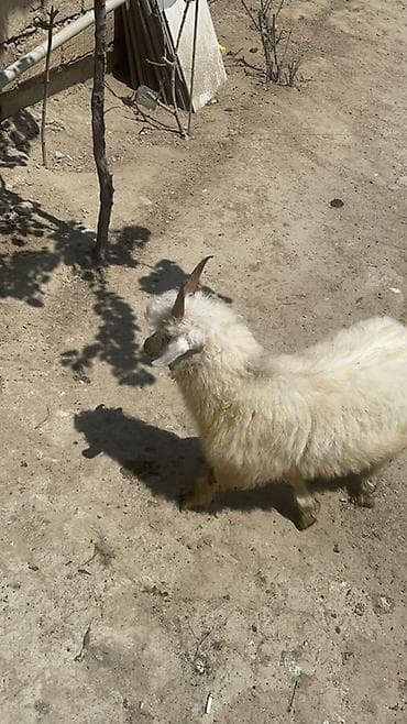 Ağ tüklü, qıvrım yunlu cavan keçi - Cins: yerli dağ/angor tipli keçi