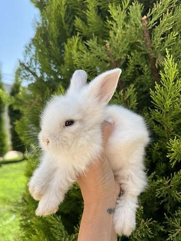 Çox baxımlı, tam sağlam və çox mehriban dovşandır. Nadir qırmızı