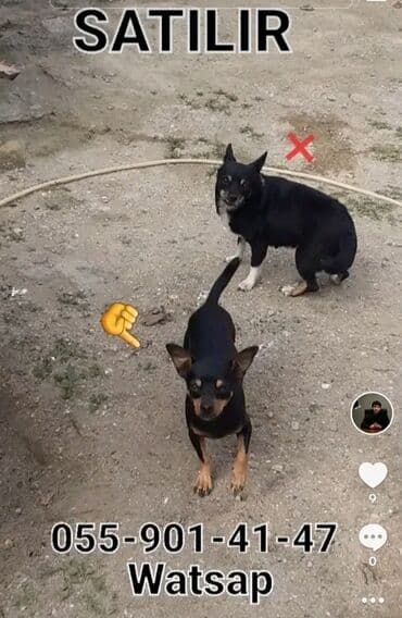 setteri it cinsi: Miniatür pinçer — 1