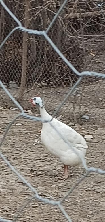 cuce satilir: 1 mavi 1ağ firəng xorzu satılır və ya barter edilir 1heyratı toyuğu — 2