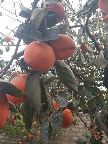 pip ağacı meyvesi: Məhsul: Xurma ağacı (Diospyros kaki) – bağ şəraitində yetişən, bol — 1