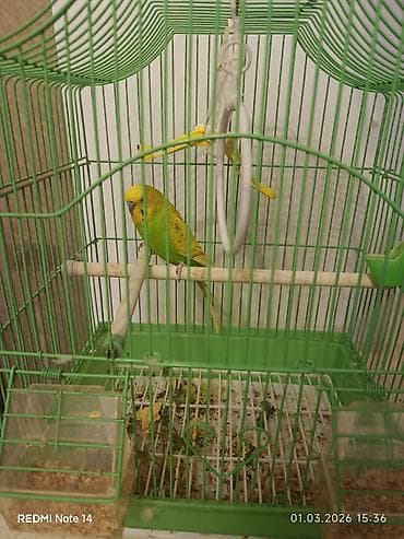 qefəs: Xanəriç (dalğalı) papağan və qəfəs dəsti Məhsulun tərkibi: - — 2