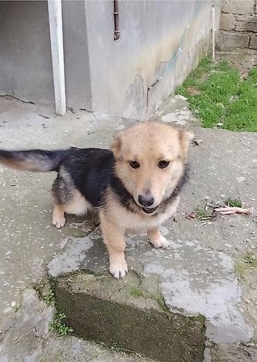 Звонок, 6 месяцев — 3