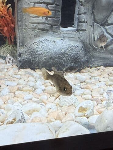 arı satışı 2022: Cixlid balığı — 3