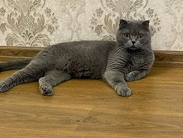 heyvanlar cütləşməsi: Şotland yastı qulaq, Dişi, Yaxşı əllərə, Ödənişli çatdırılma — 2