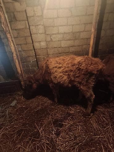 pisik satisi: Dana, buzov, Erkək, ay: 12, Damazlıq — 1