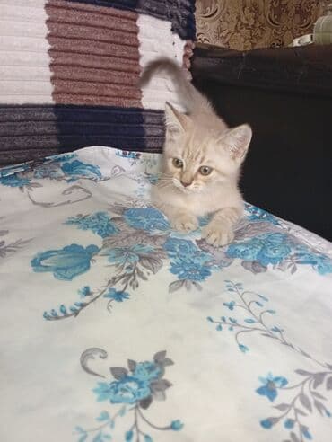 simmental inək cinsi: Erkək, Yaxşı əllərə, Ünvandan götürmə — 1