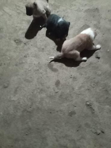 bala itlər: 1 ay — 5