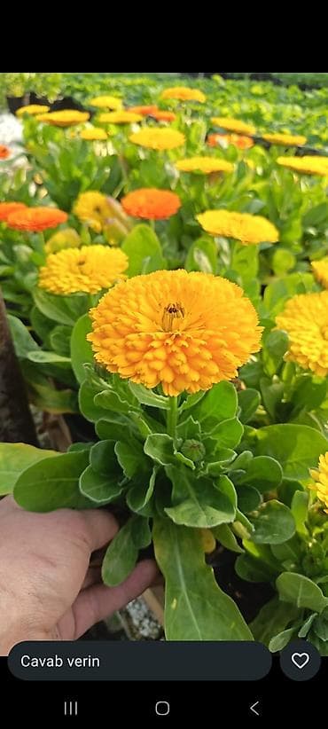 Buket güllər: Məhsul: dekorativ dibçək gülləri • Qırmızı sardunya (Pelargonium) – — 4