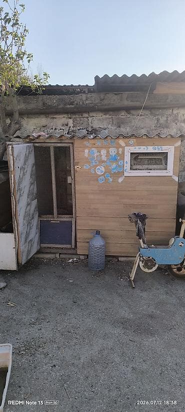 heyvan mal: Taxta göyərçinxana / quşxana 2.10uzun 1.60eni hundurluk 1.60 ici — 1