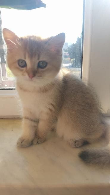 menks cinsi pişik: Britan — 4