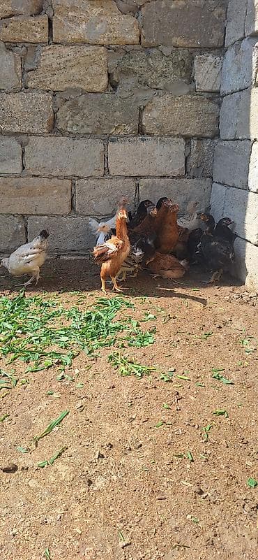 kent cüceleri: Toyuq cücələri, Damazlıq, Ödənişli çatdırılma — 3