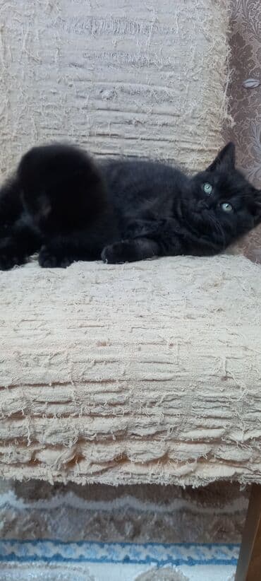 pisik satisi: Britan, Erkək, Ünvandan götürmə — 1