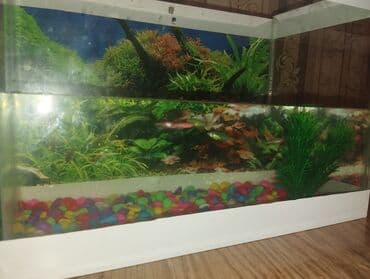 baliq satilir: 35sm uzunluğu olan akvarium satılır . içində 5dene balıq var. hamısı — 1