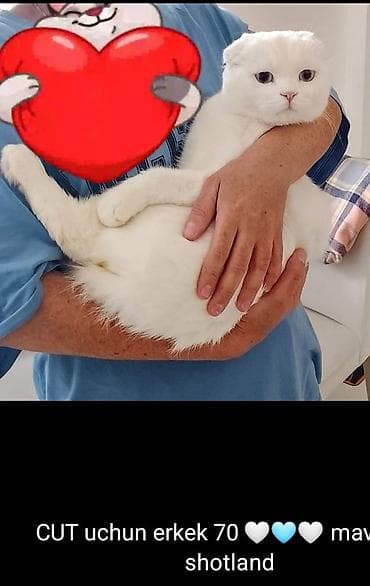 pisik satislari: Şotland, Erkək, Cütləşmə üçün — 3