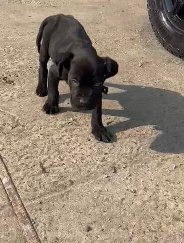 ov iti satanlar: Kane-Korso, 2 ay, Erkek, Ünvandan götürmə — 4