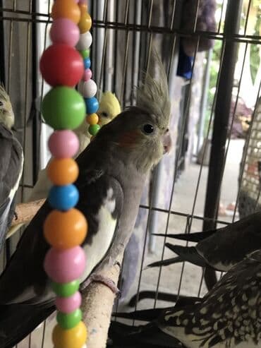 Erkeydi isteye yen yazsin coxdu korela kiletkada yer yoxdu 35 den 30