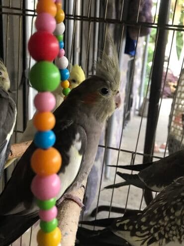 çoban işi: Erkeydi isteye yen yazsin coxdu korela kiletkada yer yoxdu 35 den 30 — 1