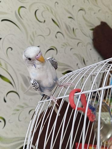 Quşlar: Salam. 6 ayliq papuqay satilir. 6 ayliq olmagina baxmayaraq qizgin — 1
