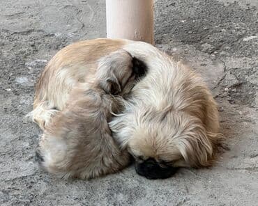 alman afçarkası balası: Pekines, 2 il, Dişi, Peyvəndli, Rayonlara çatdırılma — 5